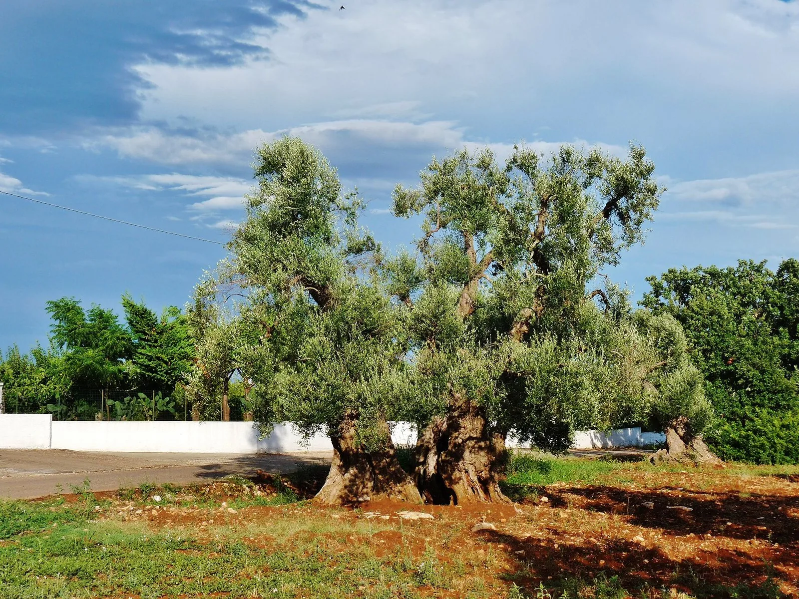Un ulivo monumentale dal tronco cavo nella campagna di Ceglie Messapica